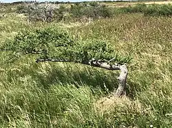 Een tuckamore in de kustvlakte tegenover de Western Brook Pond in het Nationaal Park Gros Morne te Newfoundland, Canada