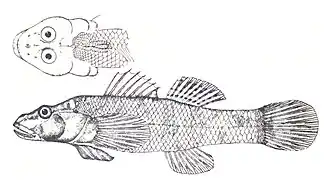 Rhinogobius bucculentus