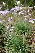 Tulbaghia simmleri