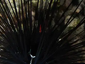 Tuleariocaris holthuisi