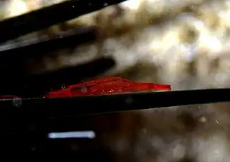 Tuleariocaris zanzibarica