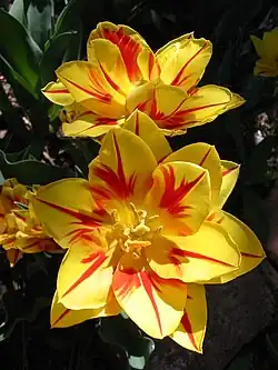 Dubbele tulp 'Monsella'