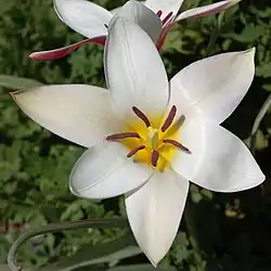 Tulipa clusiana 'Lady Jane'