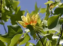 Liriodendron tulipifera een bedektzadige (tulpenboom)