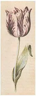 Met virus besmette tulp. Anton Claez: Tulp (Aquarel omstreeks 1630)