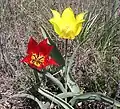 Tulipa gesneriana in Zapovednik Bogdinsko-Baskoentsjakski.