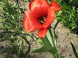 Tulipa kuschkensis