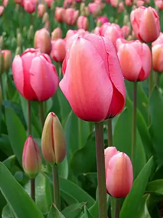 Tulp
