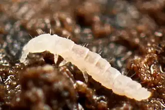 Mesaphorura macrochaeta