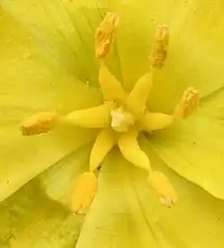 Zeer dikke helmdraden bij tulp