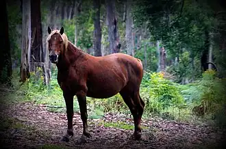 Een brumby in het bos