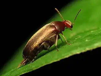 Glipostenoda ambusta