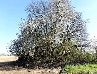 De zuidelijke tumulus