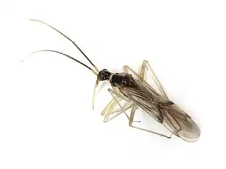 Tupiocoris rhododendri