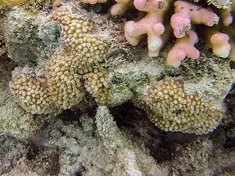 Turbinaria stellulata