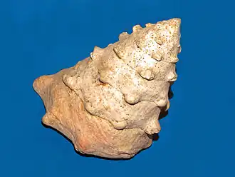 Tectus (Tectus) dentatus
