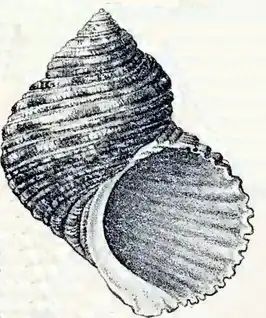 Turbo setosus