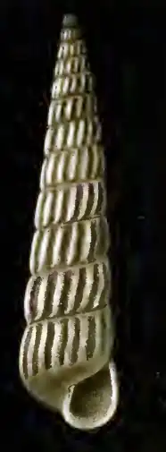 Turbonilla approximata