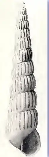 Turbonilla barkleyensis