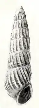 Turbonilla bartolomensis