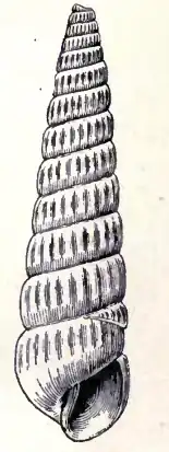 Turbonilla belotheca