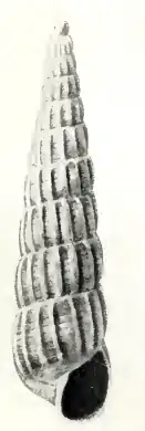 Turbonilla corsoensis