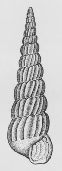 Turbonilla dalli