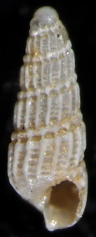 Turbonilla funiculata