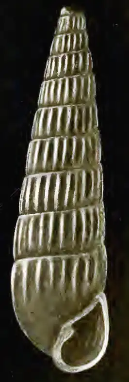 Turbonilla garrettiana