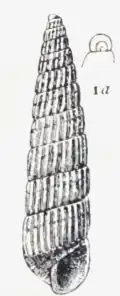 Turbonilla gracilior