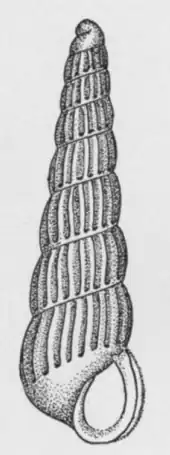 Turbonilla heilprini