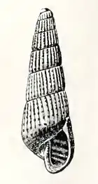 Turbonilla heterolopha