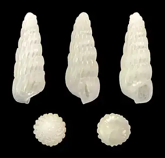 Turbonilla insularis