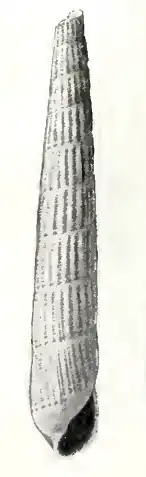 Turbonilla lazaroensis