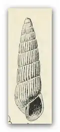 Turbonilla lucana