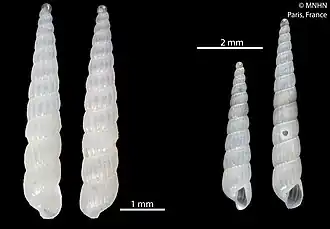 Turbonilla maestratii
