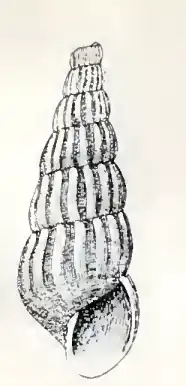 Turbonilla newcombei