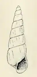 Turbonilla oregonensis