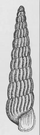 Turbonilla penistoni