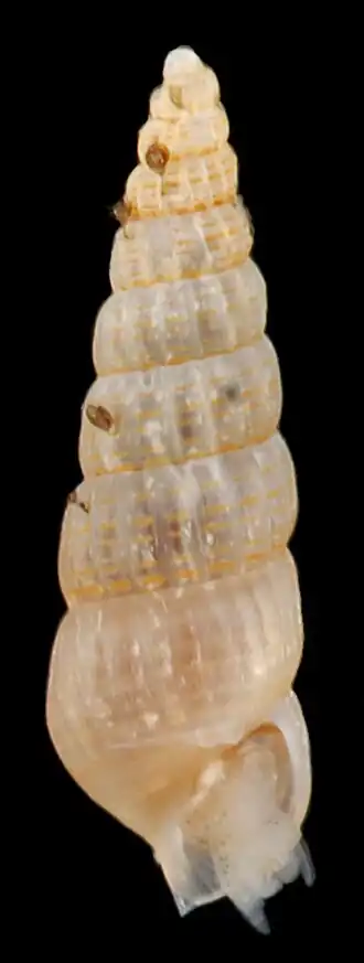 Turbonilla powhatani