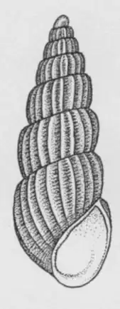 Turbonilla riisei