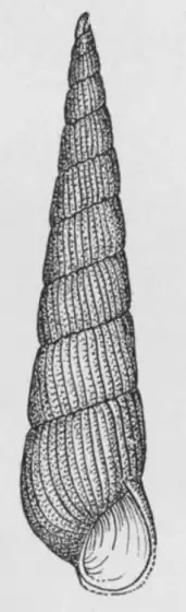 Turbonilla stimpsoni