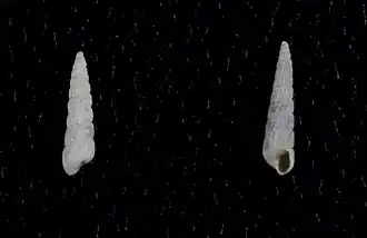 Turbonilla tenuicula