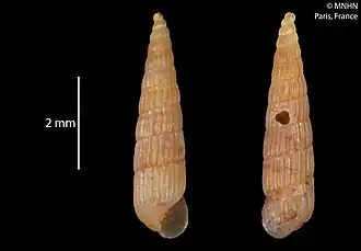 Turbonilla tupinamba