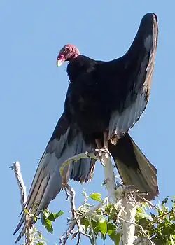 C. a. meridionalis of C. a. aura Paradise, Arizona
