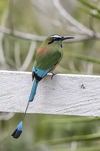 Wenkbrauwmotmot