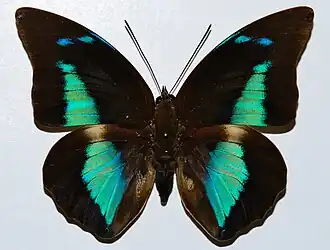 Doxocopa cherubina