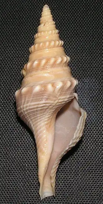 Turricula javana