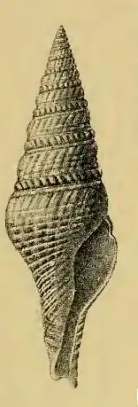 Turricula navarchus