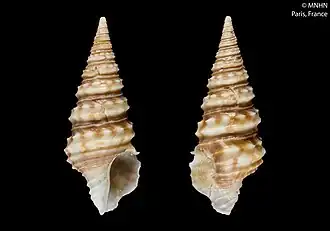 Turridrupa albogemmata